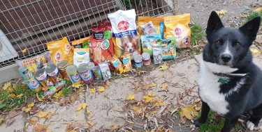 Zbiórka karmy dla schroniska dla zwierząt w Boguchwale